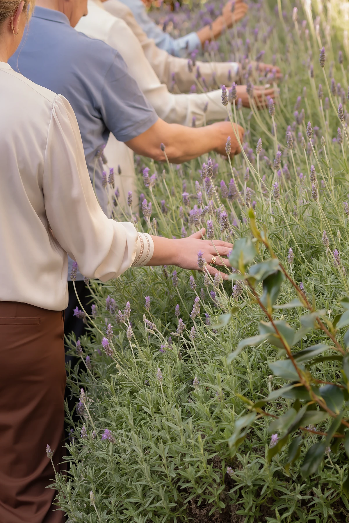 dementia support services: A close-up of multiple hands gently touching the purple blooms and green leaves of lavender plants during a therapeutic sensory walk activity.